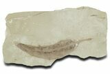 Eocene Fossil Leaf (Beilschmiedia) - Green River Formation, Utah #356138-1